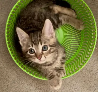 Endless summer kittens #2