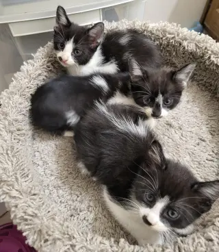 Cookie Jar kittens!
