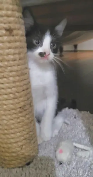 Cookie Jar kittens!