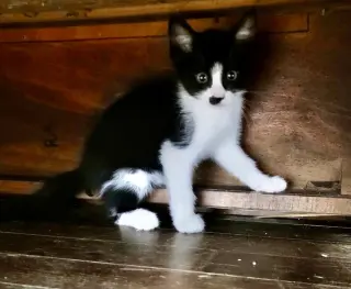 Cookie Jar kittens!