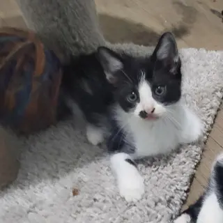 Cookie Jar kittens!