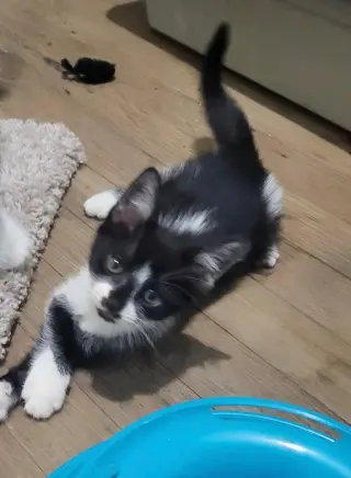 Cookie Jar kittens!