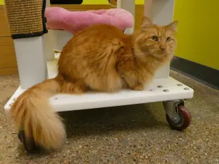 George The Majestic Icon