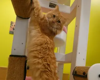 George The Majestic Icon