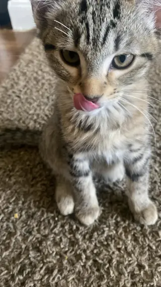 Houston Astros kittens!