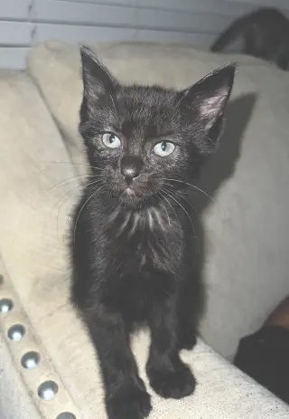 Houston Astros kittens!