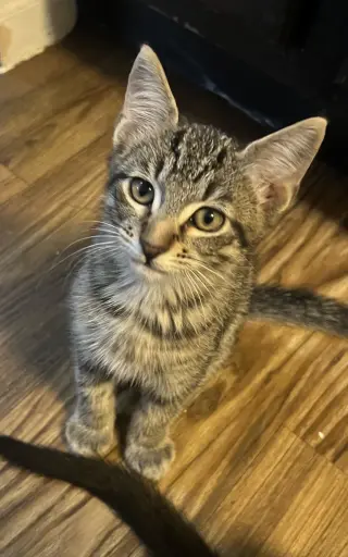 Houston Astros kittens!