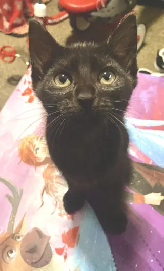 Houston Astros kittens!