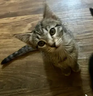 Houston Astros kittens!