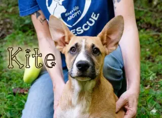 Kite