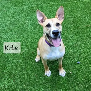 Kite