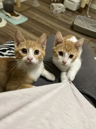 Liam and Louis