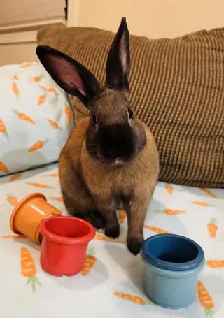 Elliott