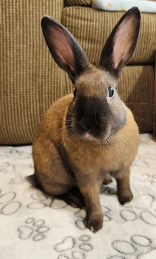 Elliott