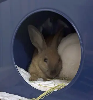 Elliott