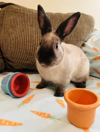 Oliver