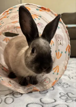 Oliver