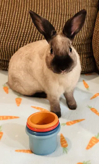 Oliver