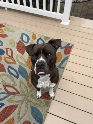 Spade