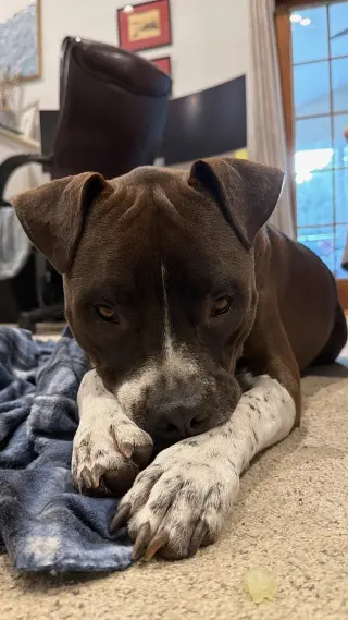 Spade