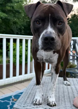 Spade