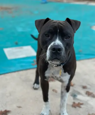 Spade