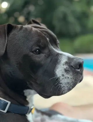 Spade