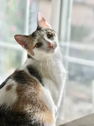 Lucy (bonded w/Frodo)