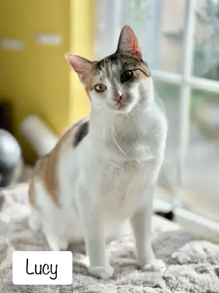 Lucy (bonded w/Frodo)