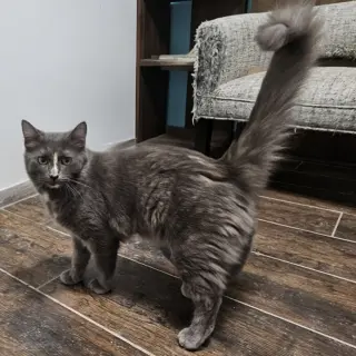 Delilah