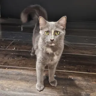Delilah