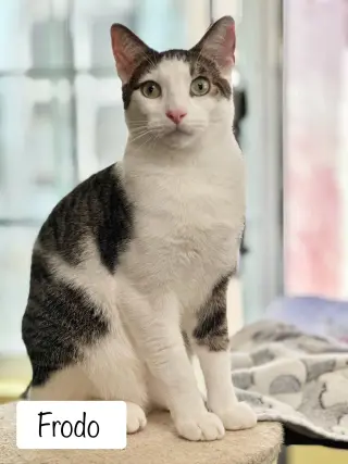Frodo (bonded w/ Lucy)