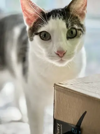 Frodo (bonded w/ Lucy)