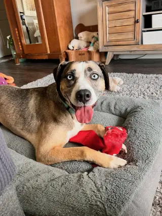 COCO