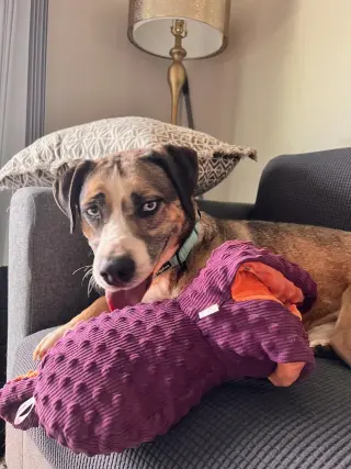 COCO