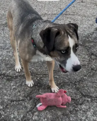 COCO