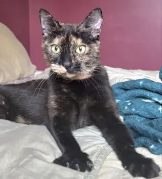 Cali