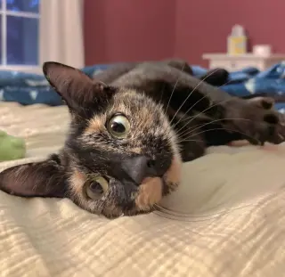 Cali