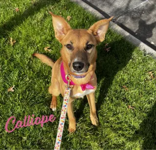 Calliope #miss-congeniality