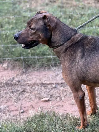 Rufus