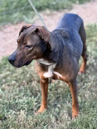 Rufus