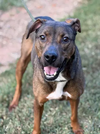 Rufus