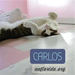 Carlos & Captain
