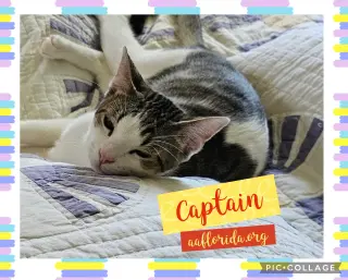 Carlos & Captain