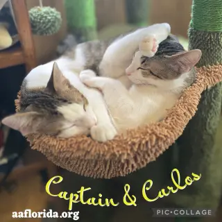 Carlos & Captain