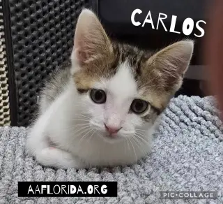Carlos & Captain