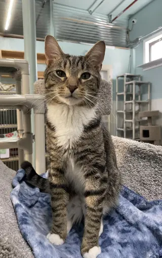 Fig