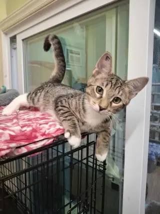 Fig