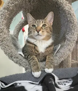 Fig