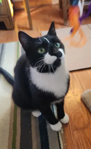 RUGGLES